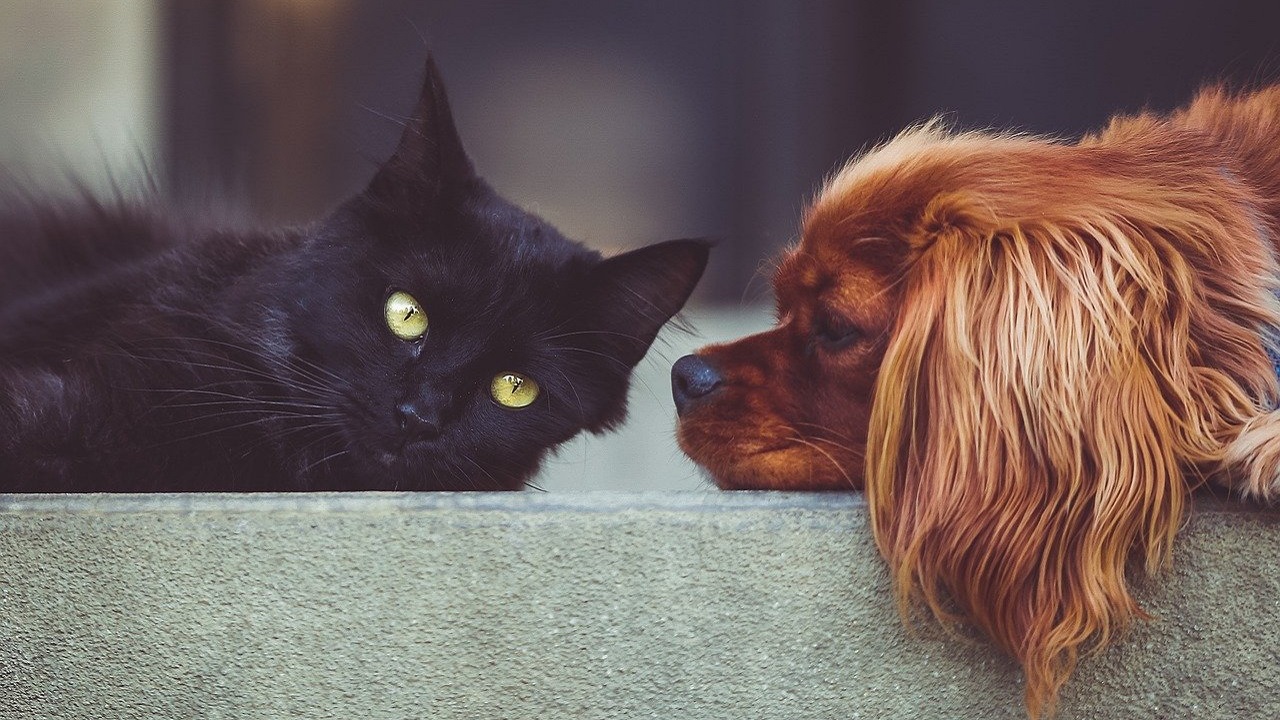 Seul passará a testar cães e gatos que apresentem sintomas da Covid-19