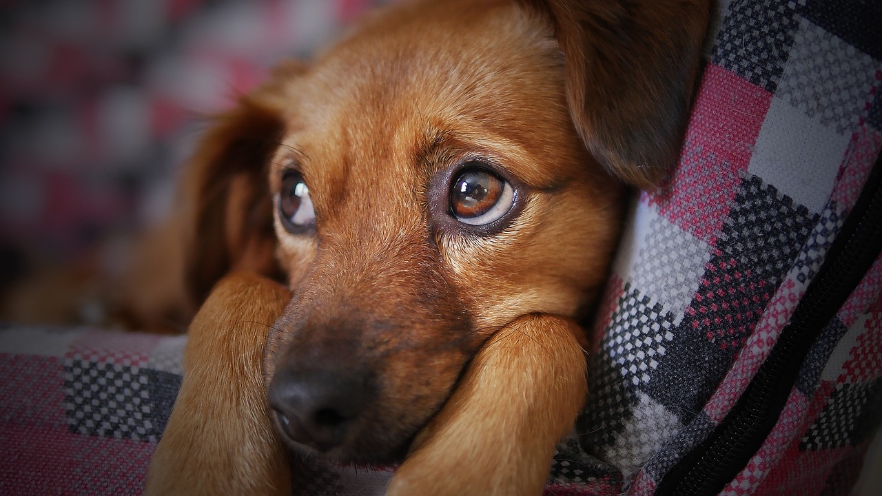Taiwan: Candidato à presidência oferece adoção de pets para aumentar taxa de natalidade