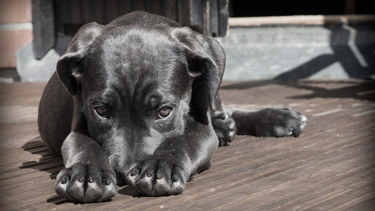 Homem luta na Justiça para deixar de pagar pensão para seus cachorros