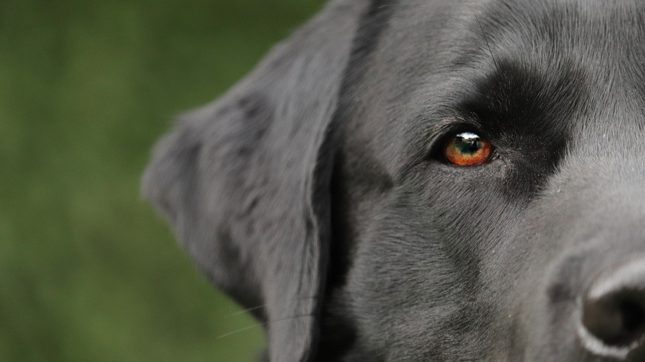 Araguaína: Mulher suspeita de matar e comer cachorros é solta