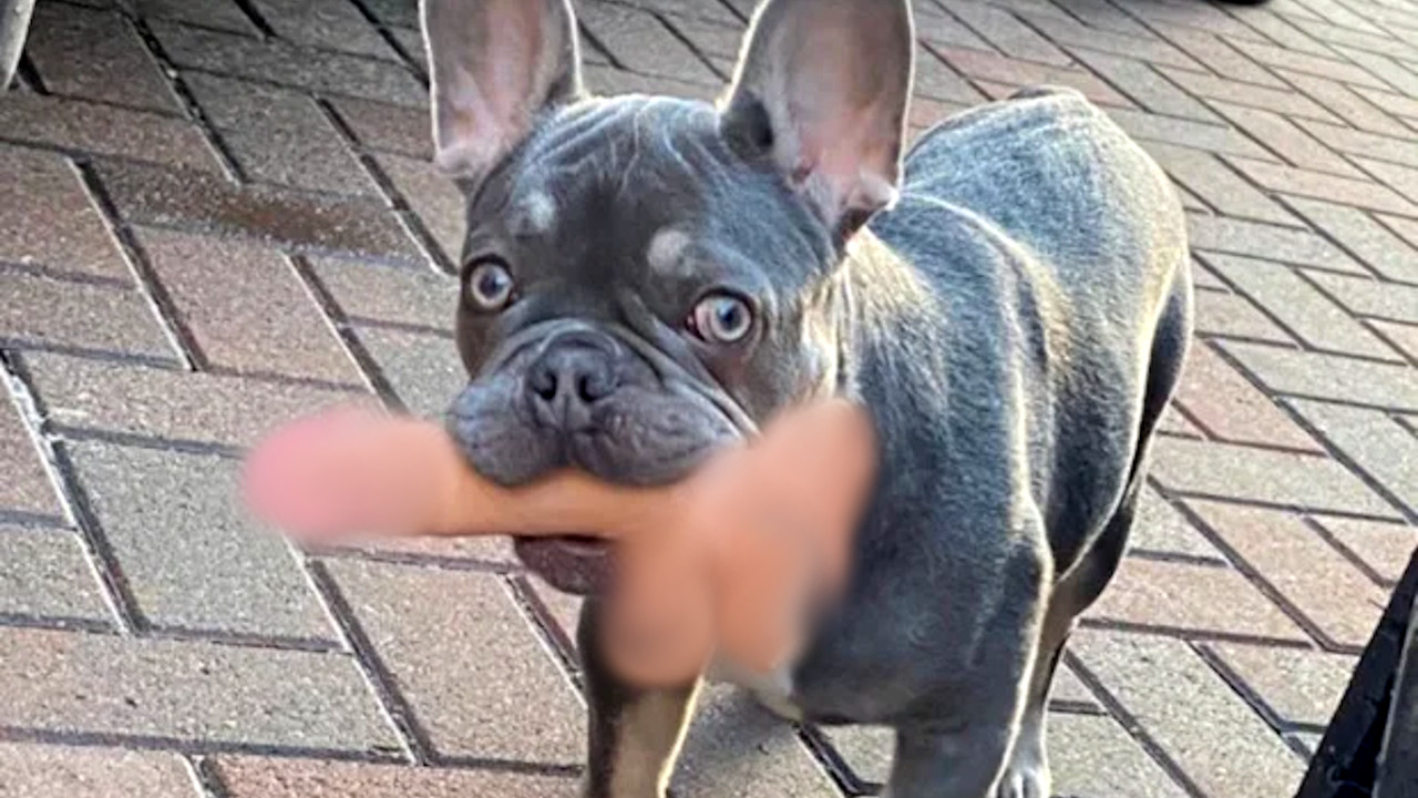 Cachorro coloca dona em apuros ao correr com brinquedo íntimo na boca