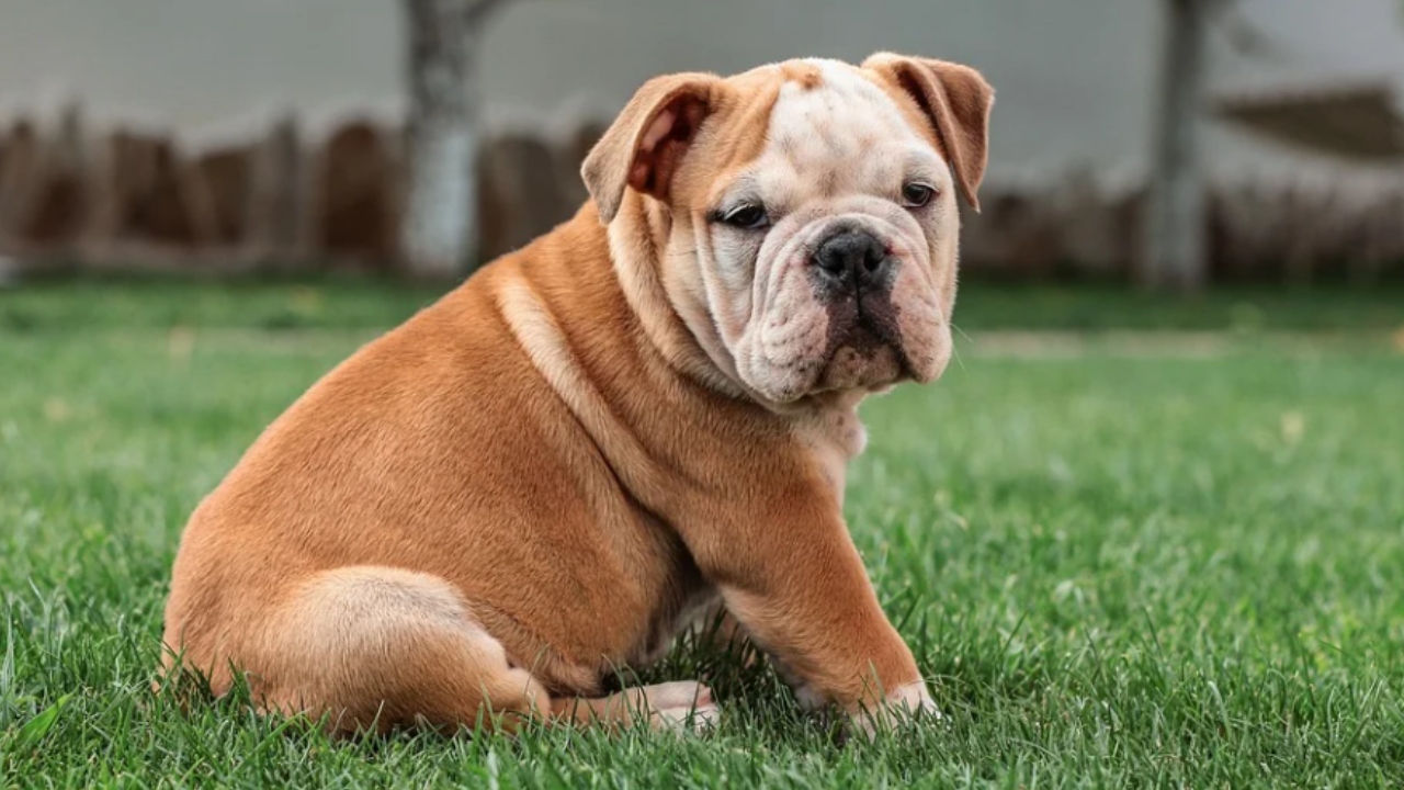 Procriação de certas raças de cães é proibida na Noruega