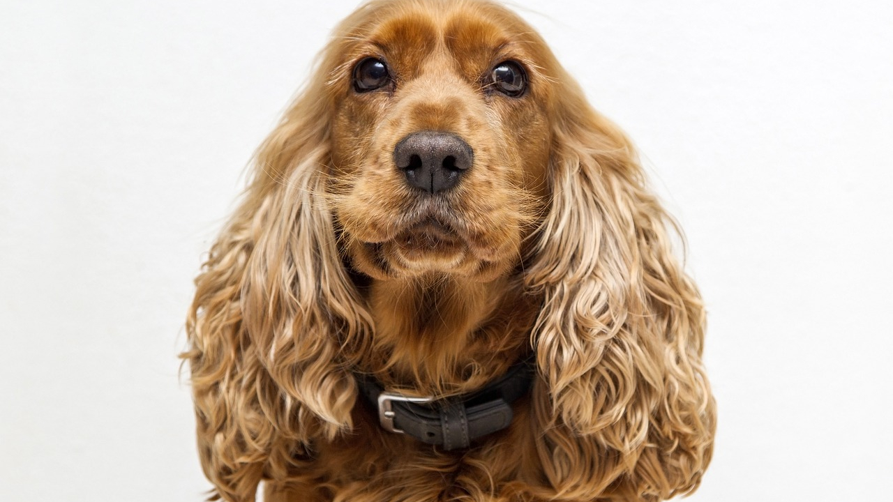 No Reino Unido, cães estão sendo treinados para sentirem o cheiro da Covid-19 em infectados assintomáticos