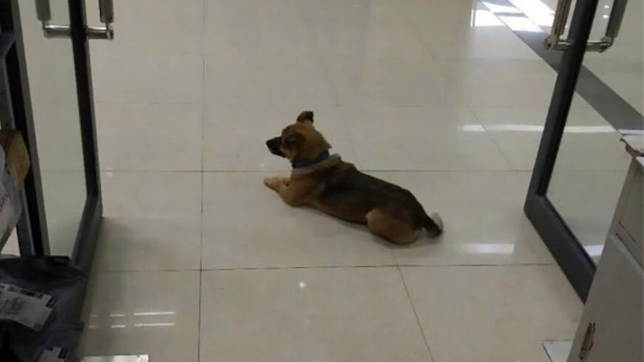 Coronavírus: cachorro espera dono durante três meses em hospital