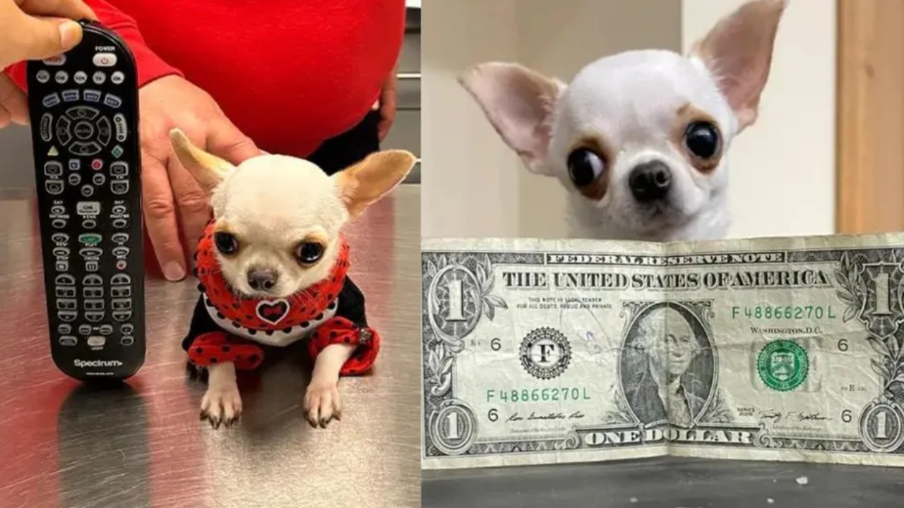 Chihuahua com menos de 10 centímetros é considerada menor cão do mundo