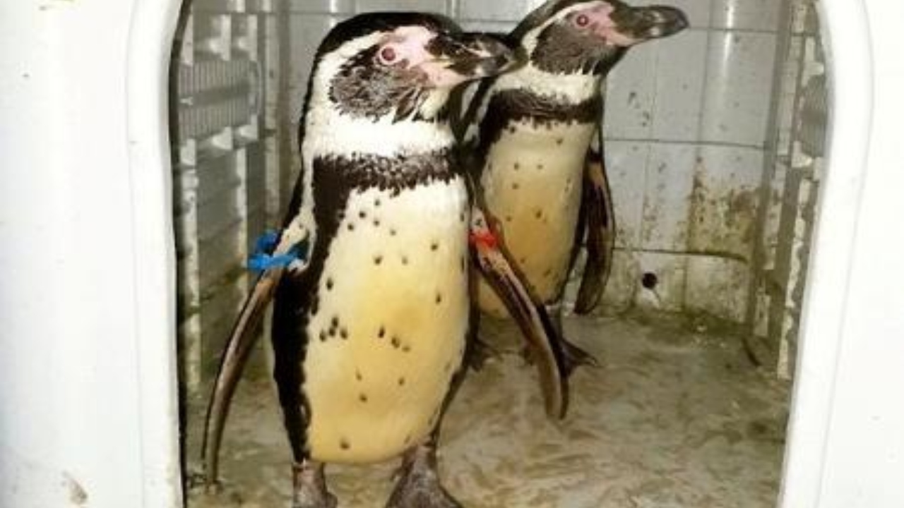 Ex-funcionário de zoológico é preso por roubar e vender pinguins
