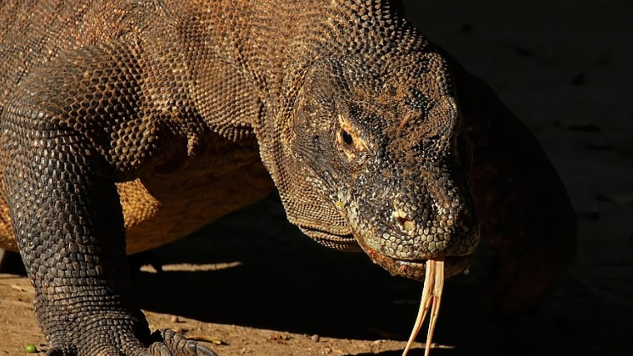 Aquecimento global pode causar extinção de dragões de Komodo até 2050, afirma estudo