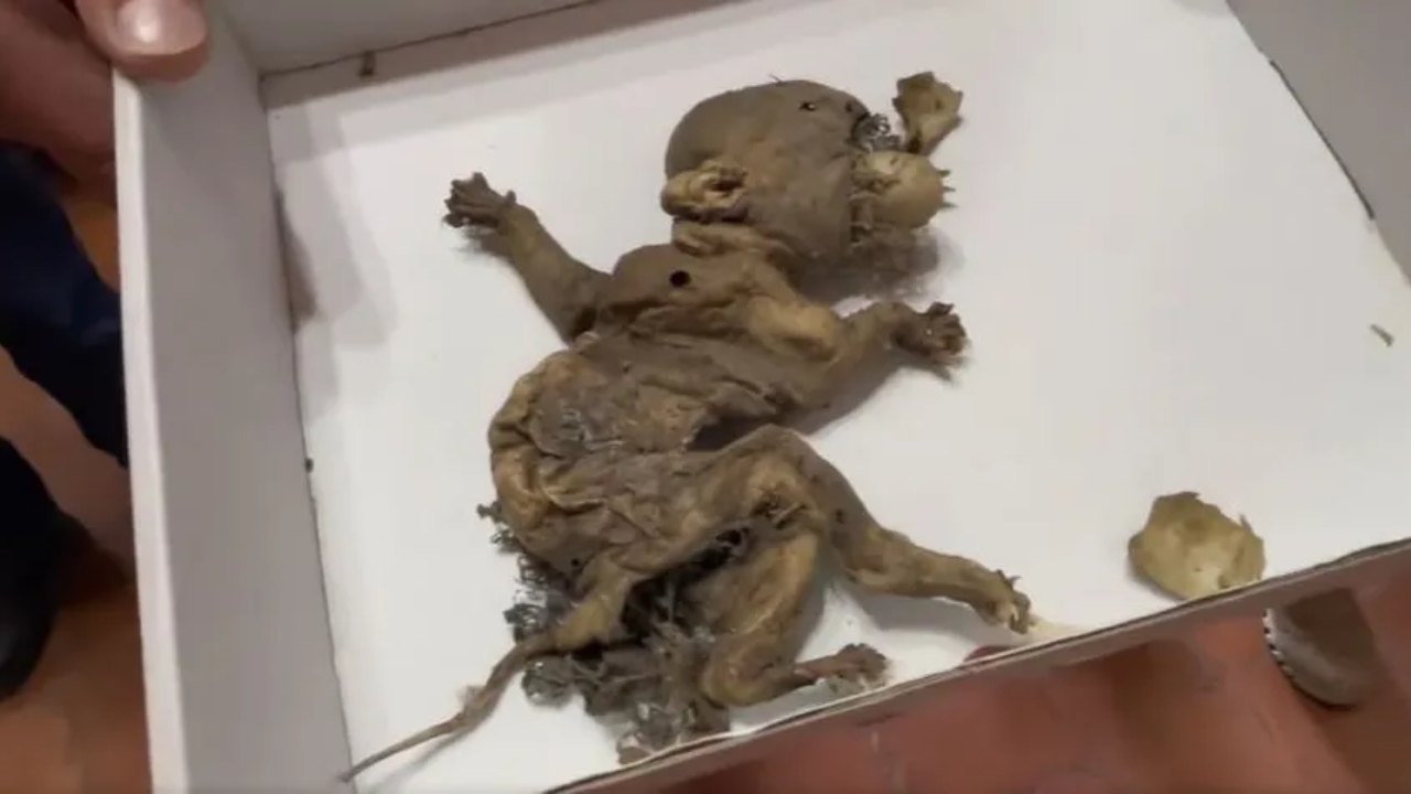 Prefeito do México exibe suposto “feto de duende” encontrado em armazém e recebe críticas