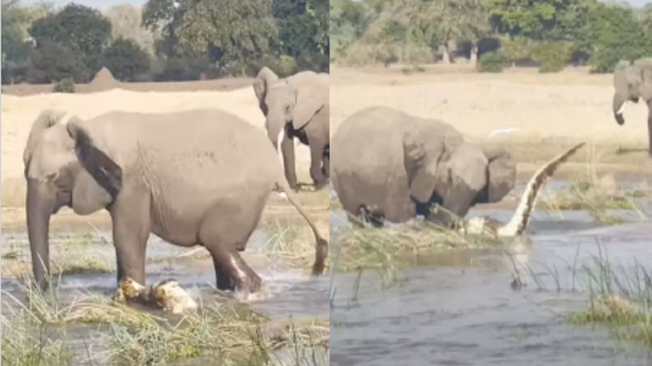 Vídeo registra elefanta protegendo filhote ao pisotear crocodilo na Zâmbia