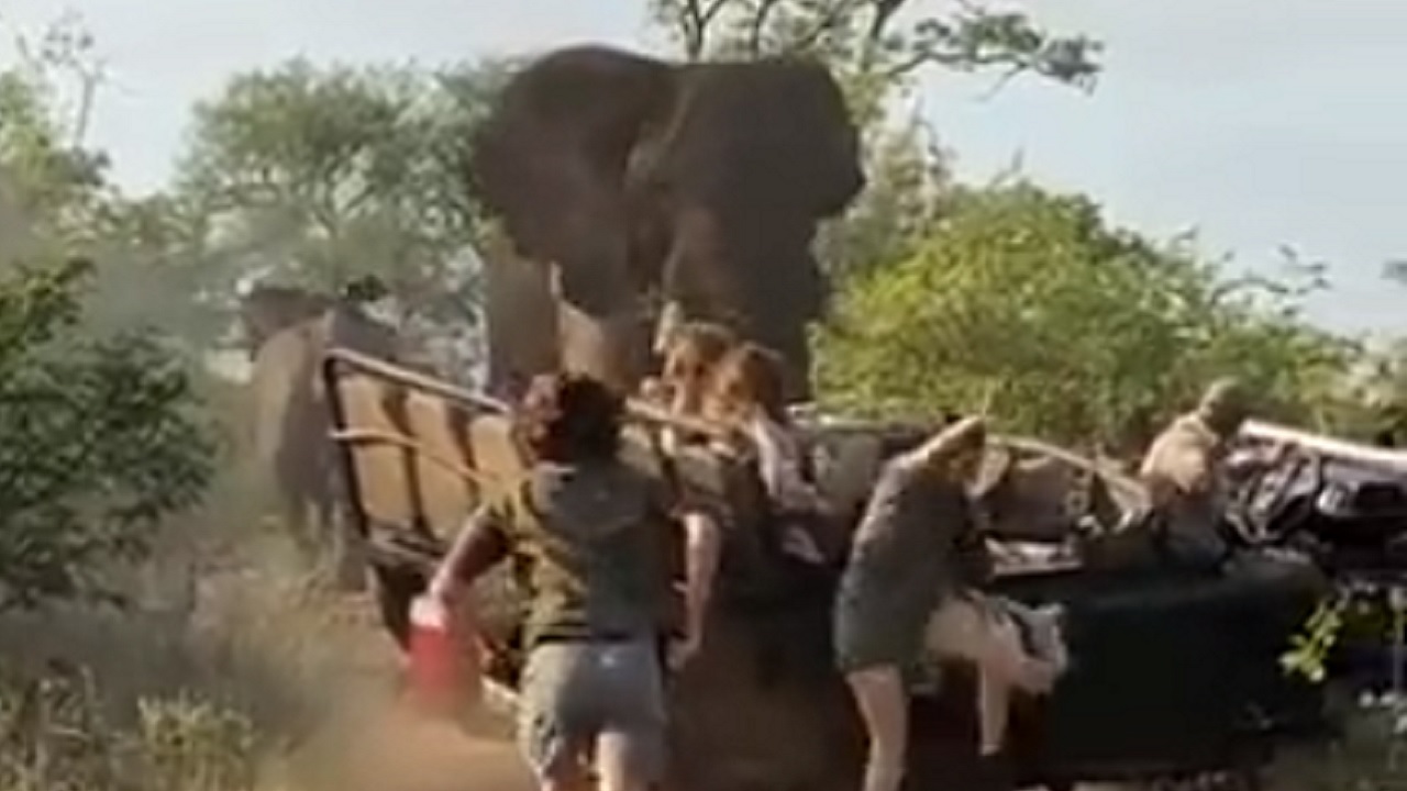 Fúria selvagem: Elefante ataca carro de safári na África do Sul