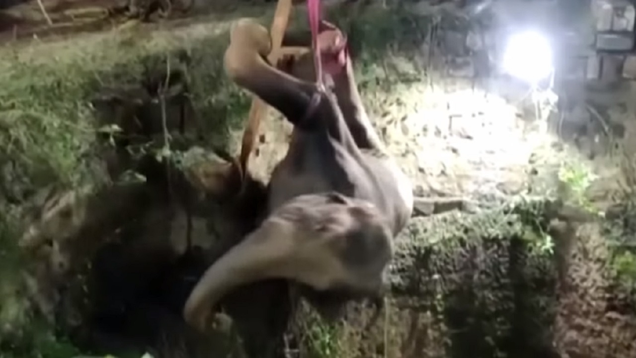 Socorrista passam 16 horas para resgatar elefante que caiu em poço na Índia