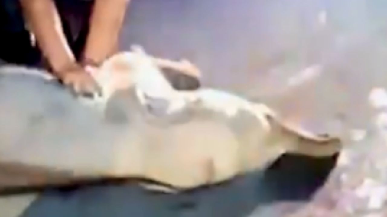 Filhote de elefante é socorrido após ter sido atropelado na Tailândia