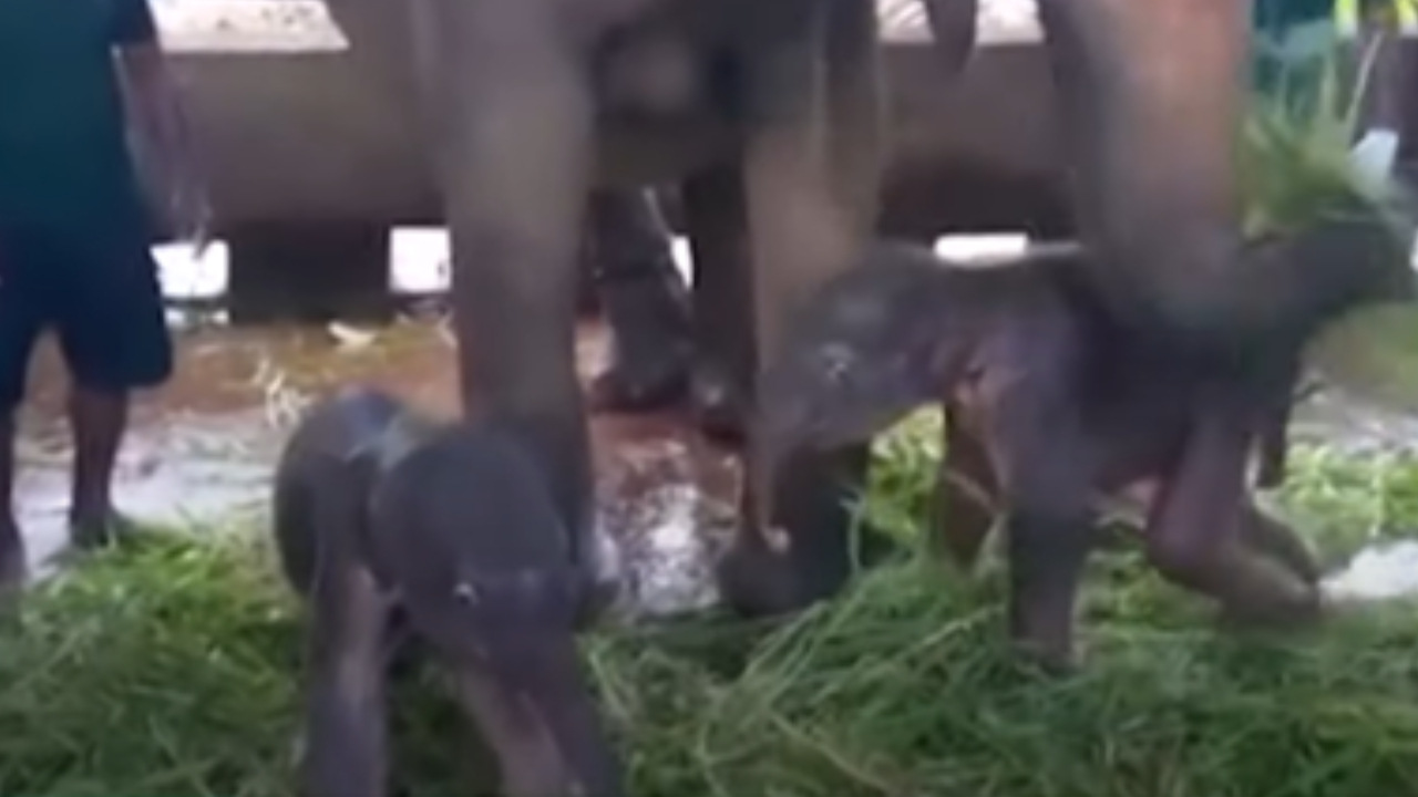 Em raro acontecimento, elefantes gêmeos nascem no Sri Lanka