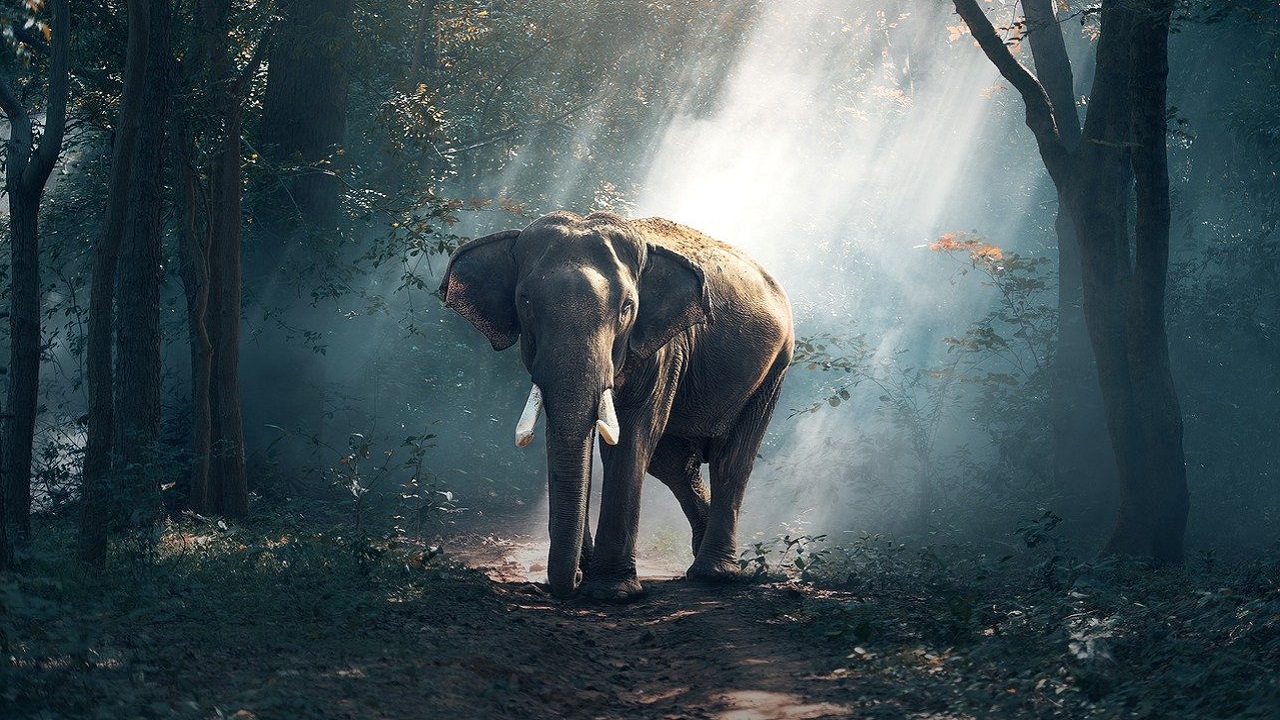 Turista é pisoteado e morto por elefante durante safári