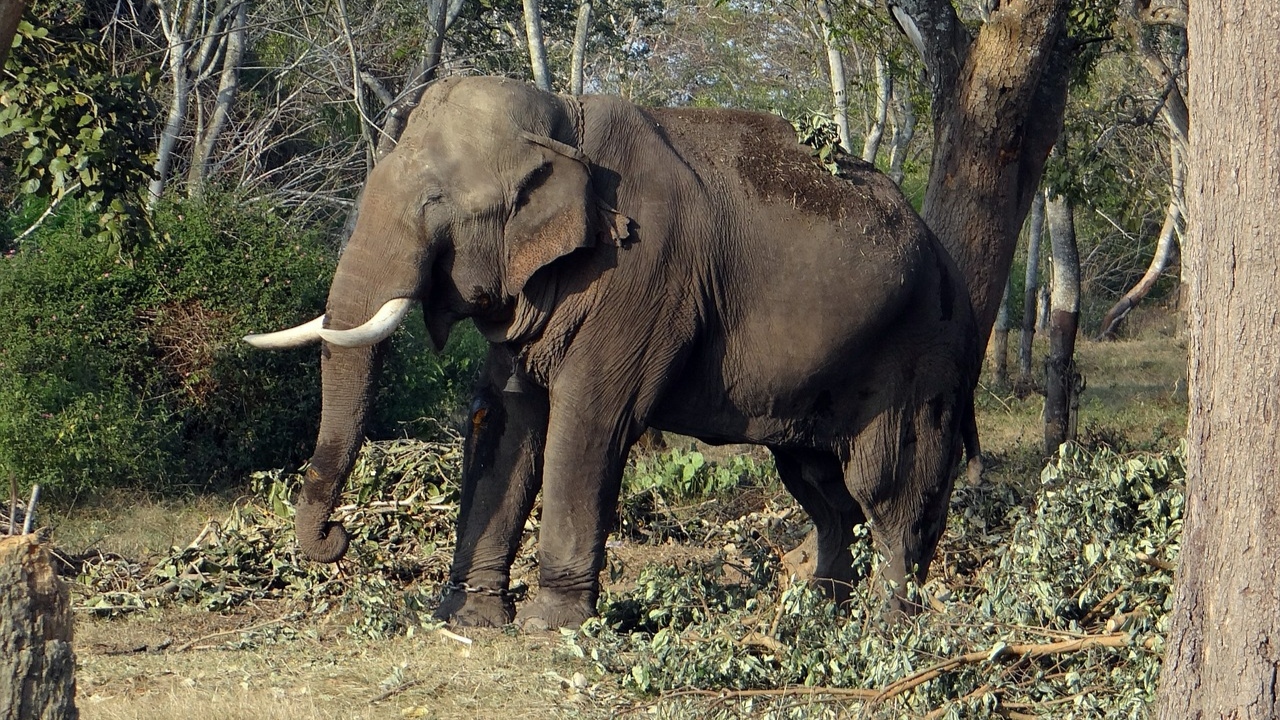 Fenômeno da natureza pode ter causado a morte de pelo menos 18 elefantes na Índia