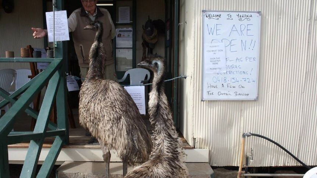 Emas banidas por ‘mau-comportamento’ reaparecem em cidade australiana