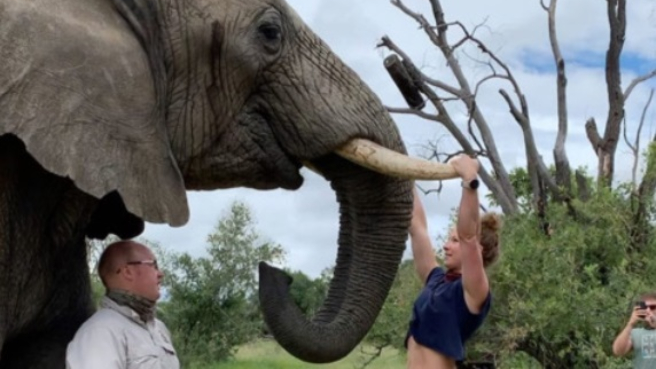 Empresária posta fotos fazendo flexões nas presas de um elefante e gera polêmica nas redes sociais
