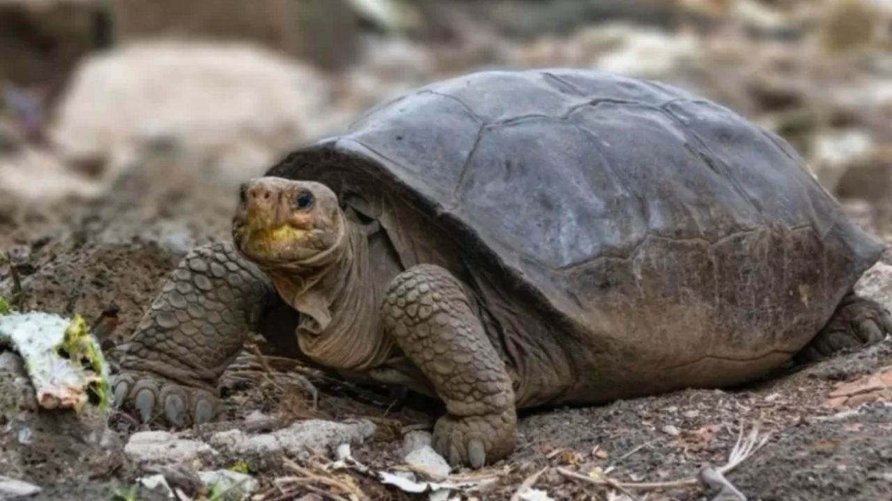 Tartaruga gigante considerada extinta há um século é encontrada em ilha nos Galápagos