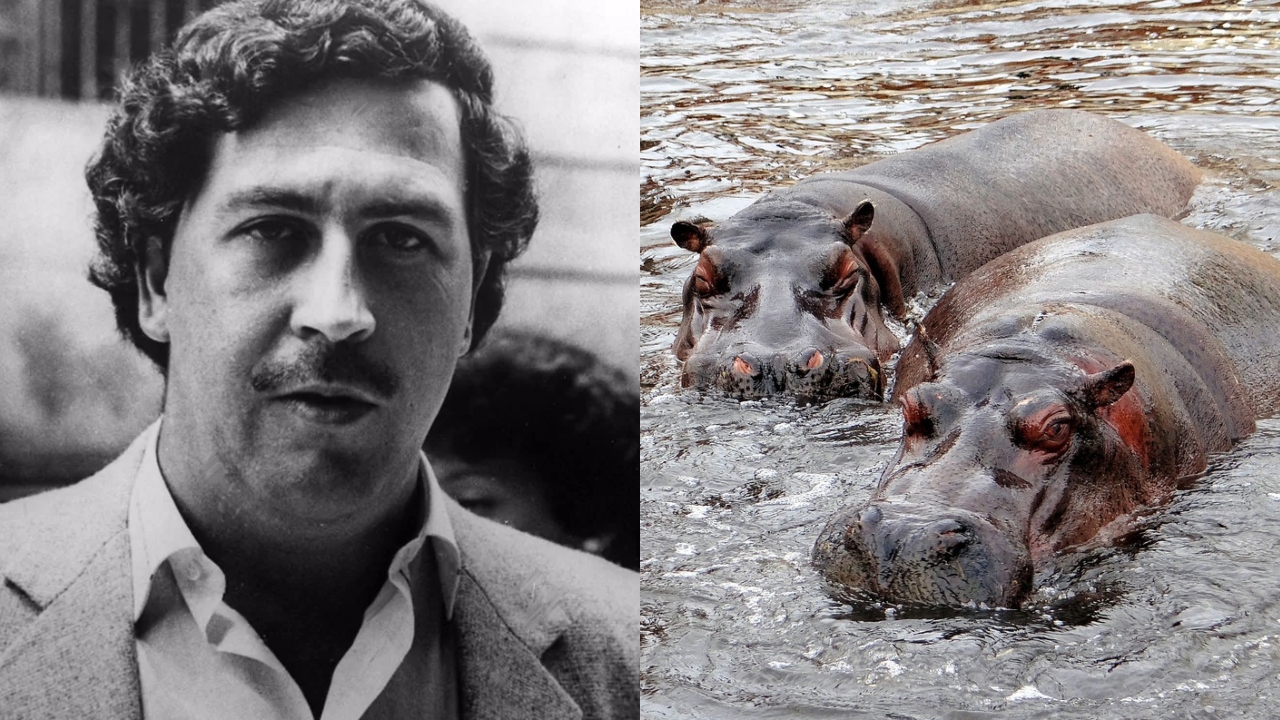 Governo da Colômbia pretende exportar hipopótamos de Pablo Escobar