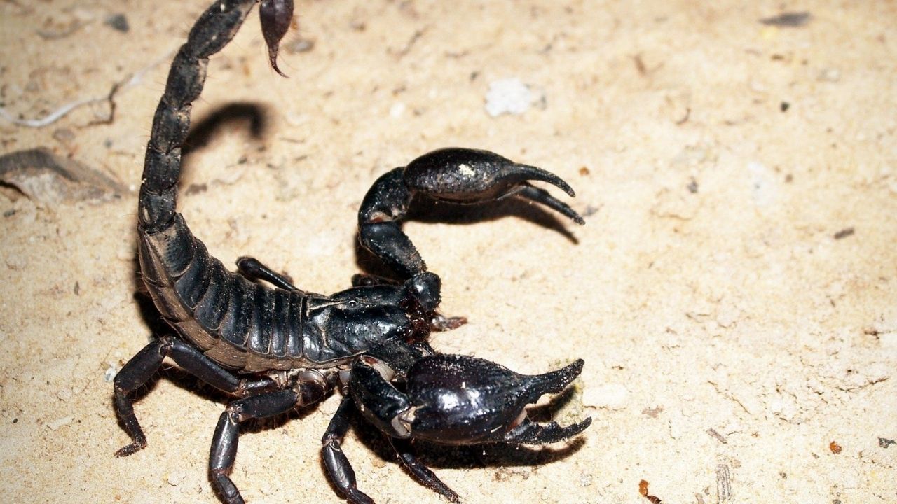 Menino de oito anos vai para UTI por picada de escorpião, após alunos colocarem o animal em sua barriga