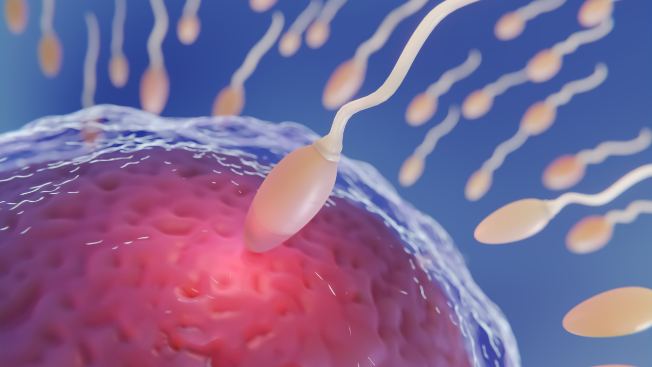 Cientistas criam ‘anticoncepcional masculino’ que impede nado de espermatozoides