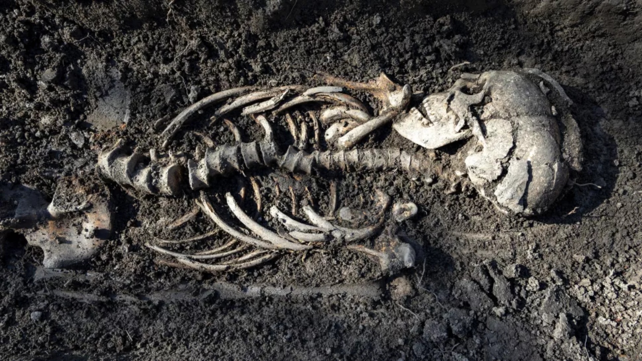 Sete tumbas vikings são encontradas por arqueólogos na Suécia