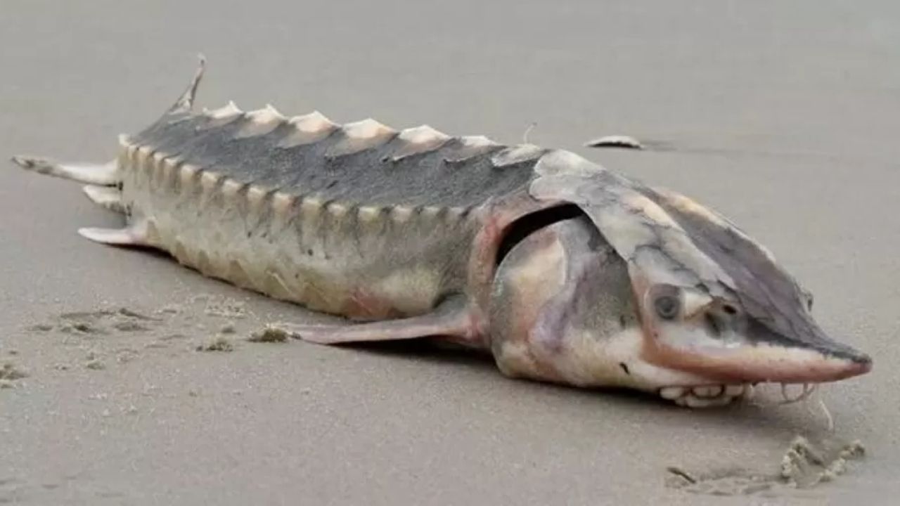 Como vive o peixe pré-histórico encontrado em praia dos EUA?