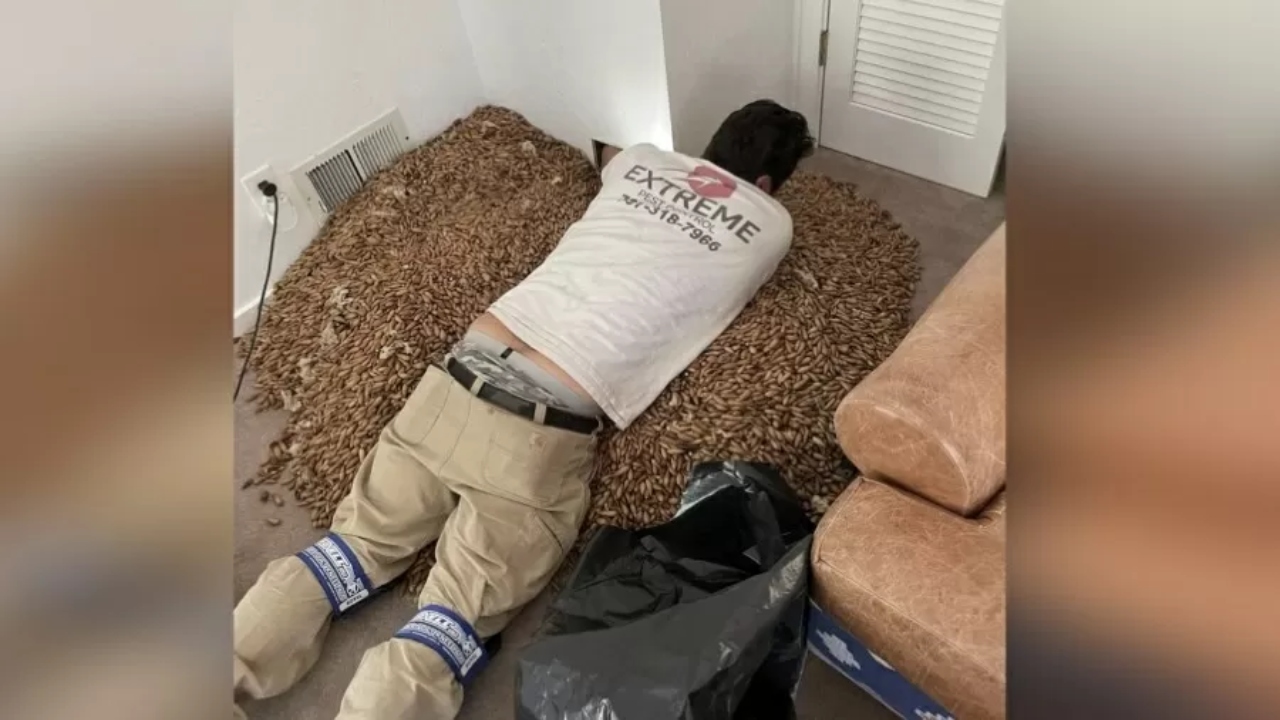 O exterminador de pragas que teve uma surpresa ao abrir paredes de uma casa