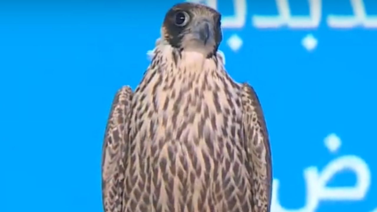 Falcão é vendido por R$ 967 mil em leilão na Arábia Saudita