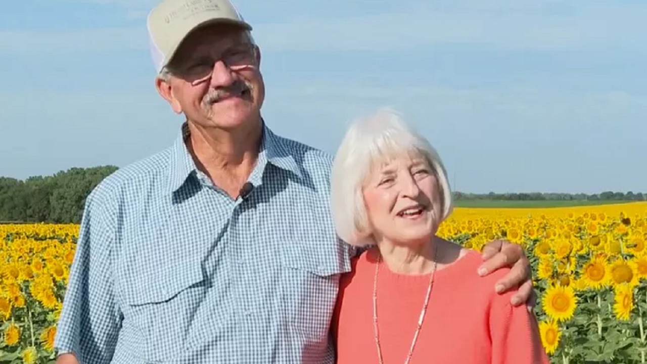Fazendeiro planta 1,2 milhão de girassóis em celebração aos 50 anos de casamento