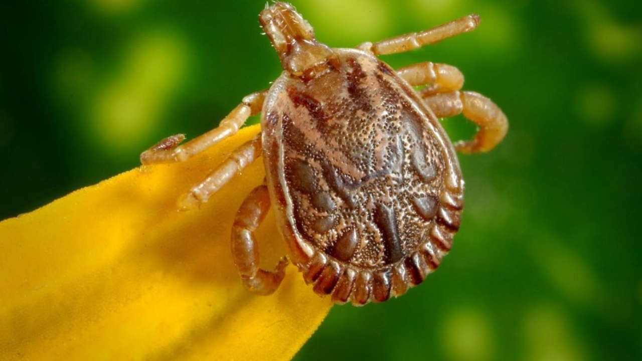 Agência Brasil explica o que é febre maculosa e quais os sintomas