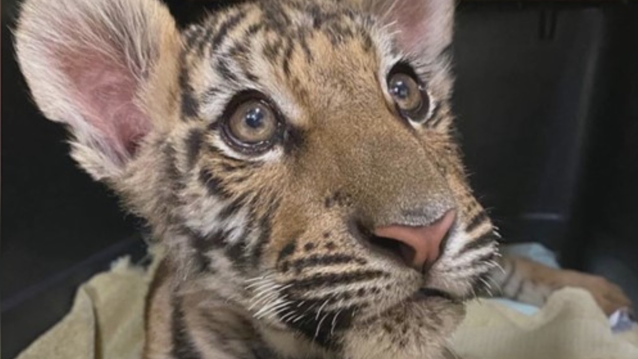 EUA: Filhote de tigre é resgatado no Arizona após tentativa de venda ilegal online