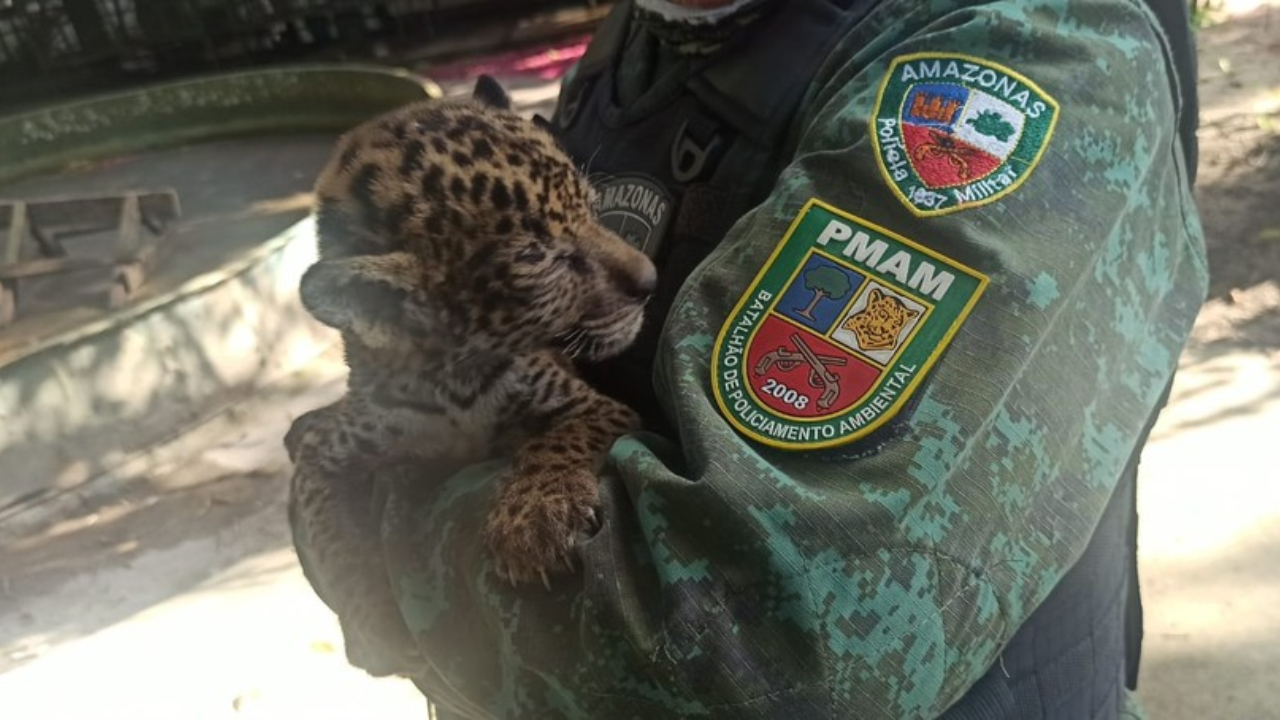 No Amazonas, Policiamento Ambiental resgata filhote de onça-pintada