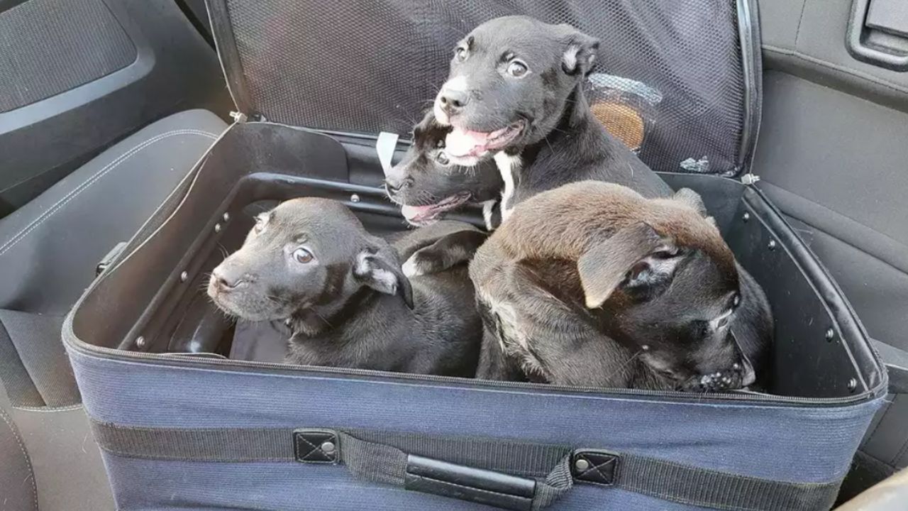 4 filhotes de cachorro são encontrados em mala nos EUA