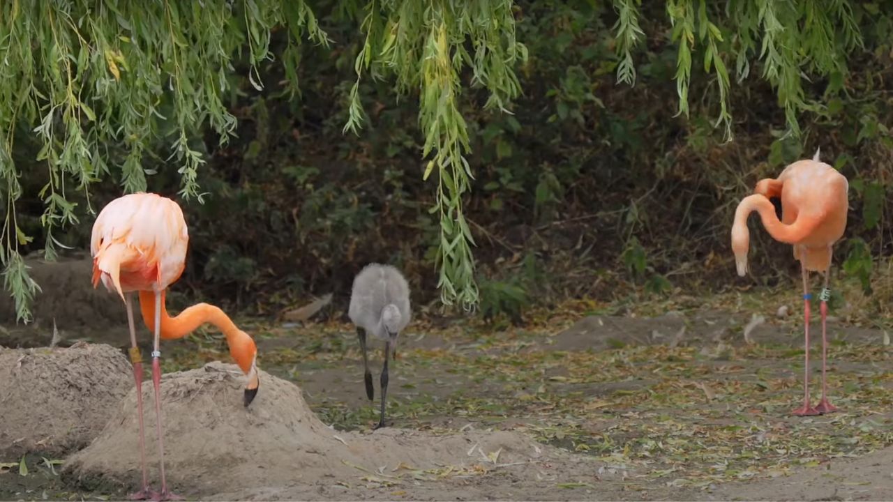 Dois flamingos machos ‘adotam’ filhote em zoológico da Inglaterra