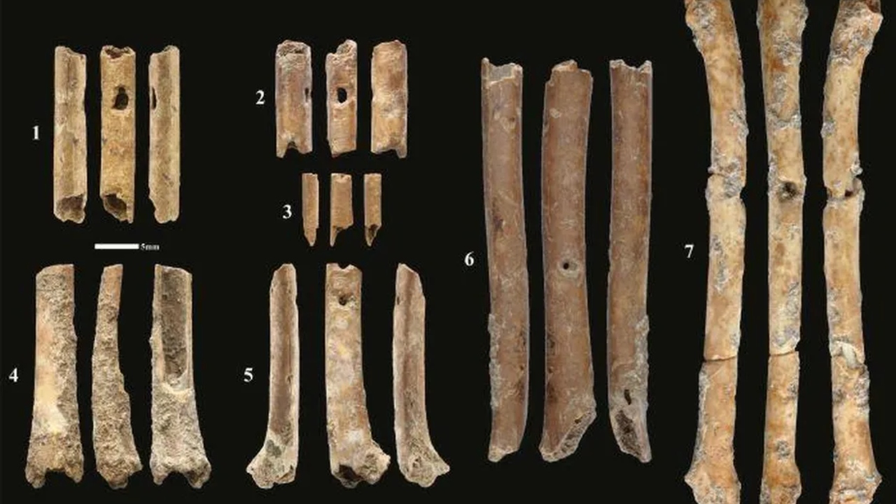 Em Israel, flautas de 12 mil anos feitas de ossos são descobertas