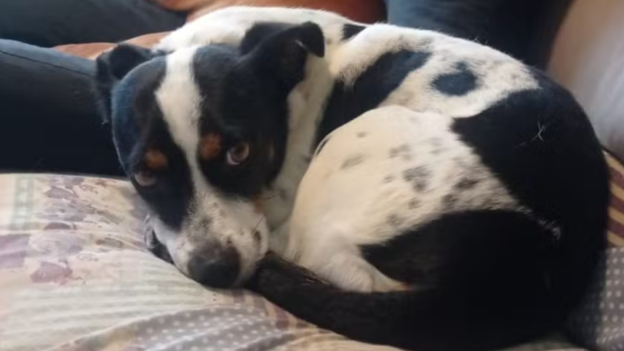 Cachorro que ‘processou’ ex-tutor é adotado