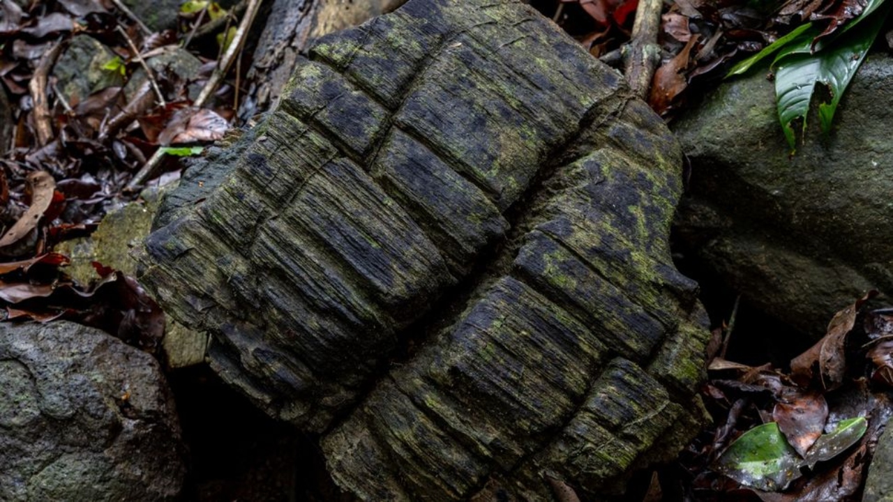 No Panamá, pesquisadores encontram floresta petrificada de 23 milhões de anos