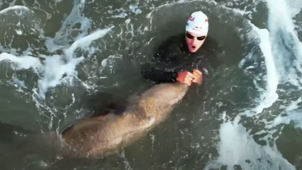 Enquanto treinava na Califórnia, triatleta olímpico foi mordido por foca
