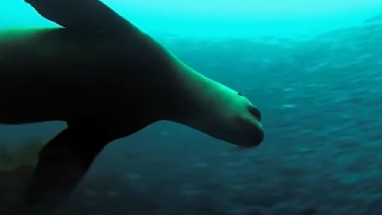 Foca é morta na Grécia e assassino é procurado