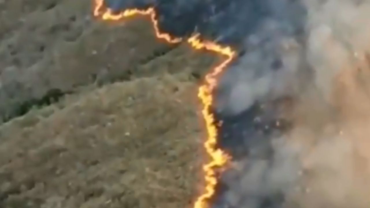Em meio século, seres humanos destruíram dois terços da vida selvagem no mundo
