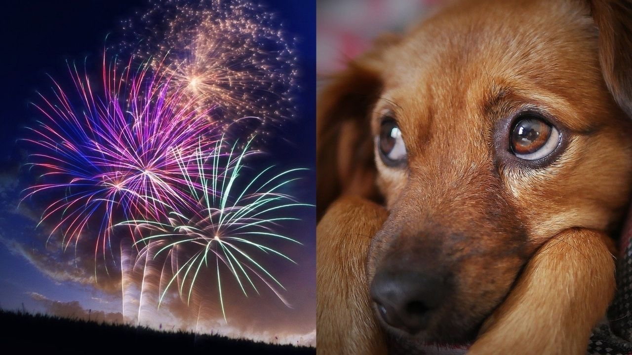 Estresse em animais: Campanha sobre fogos volta a viralizar