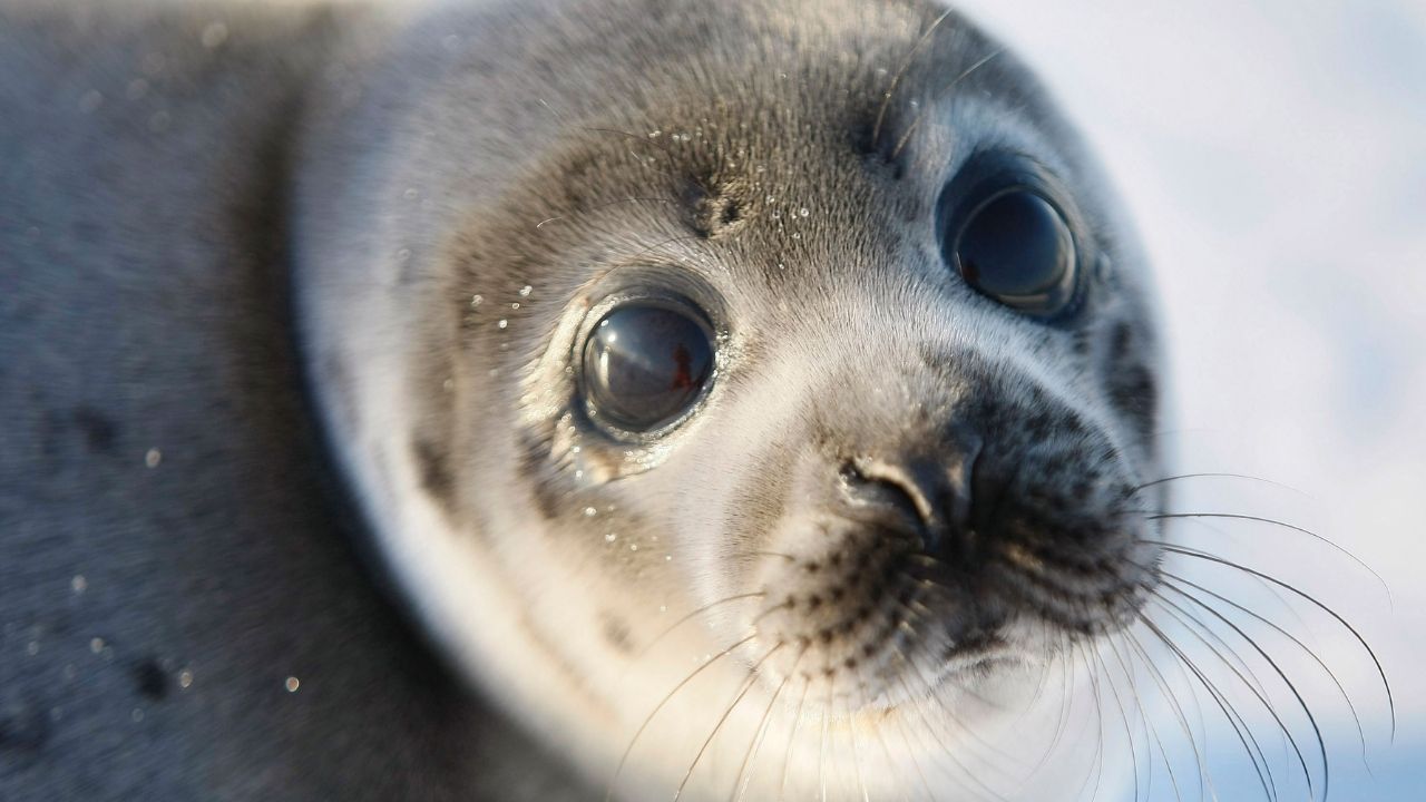 Pesquisadores usam focas para estudar ‘geleira do fim do mundo’ na Antártida