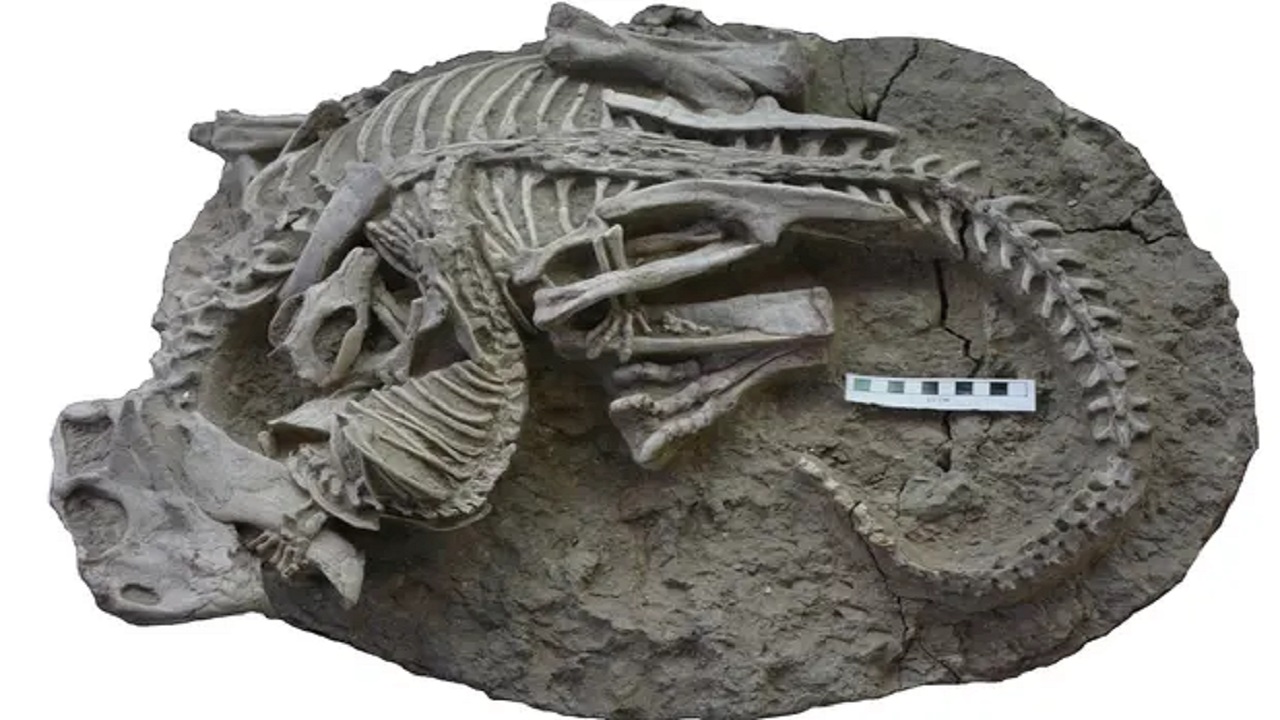 Fósseis emaranhados mostram dinossauro sendo ‘caçado’ por sua presa