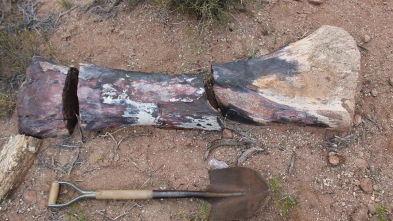 Fóssil de dinossauro com 30 metros de comprimento é encontrado por argentinos