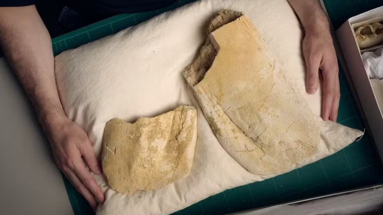 Fóssil de 19 milhões de anos revela curiosidade sobre origem de baleias