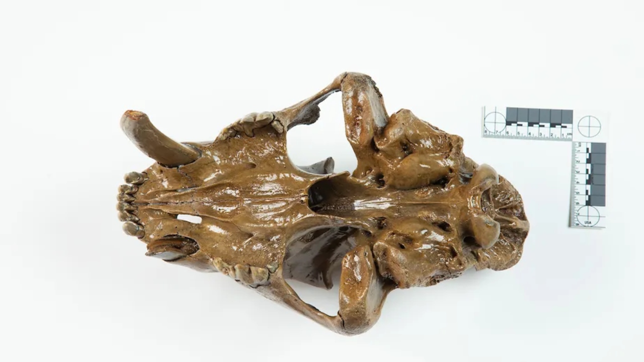 Nos Estados Unidos, fóssil raro de tigre-dente-de-sabre de 13 mil anos é encontrado