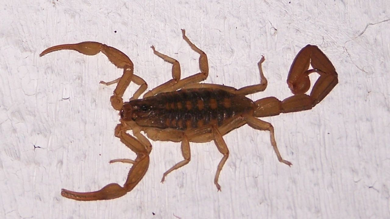 Sul do Egito sofre com infestação de escorpiões venenosos, após tempestades atípicas