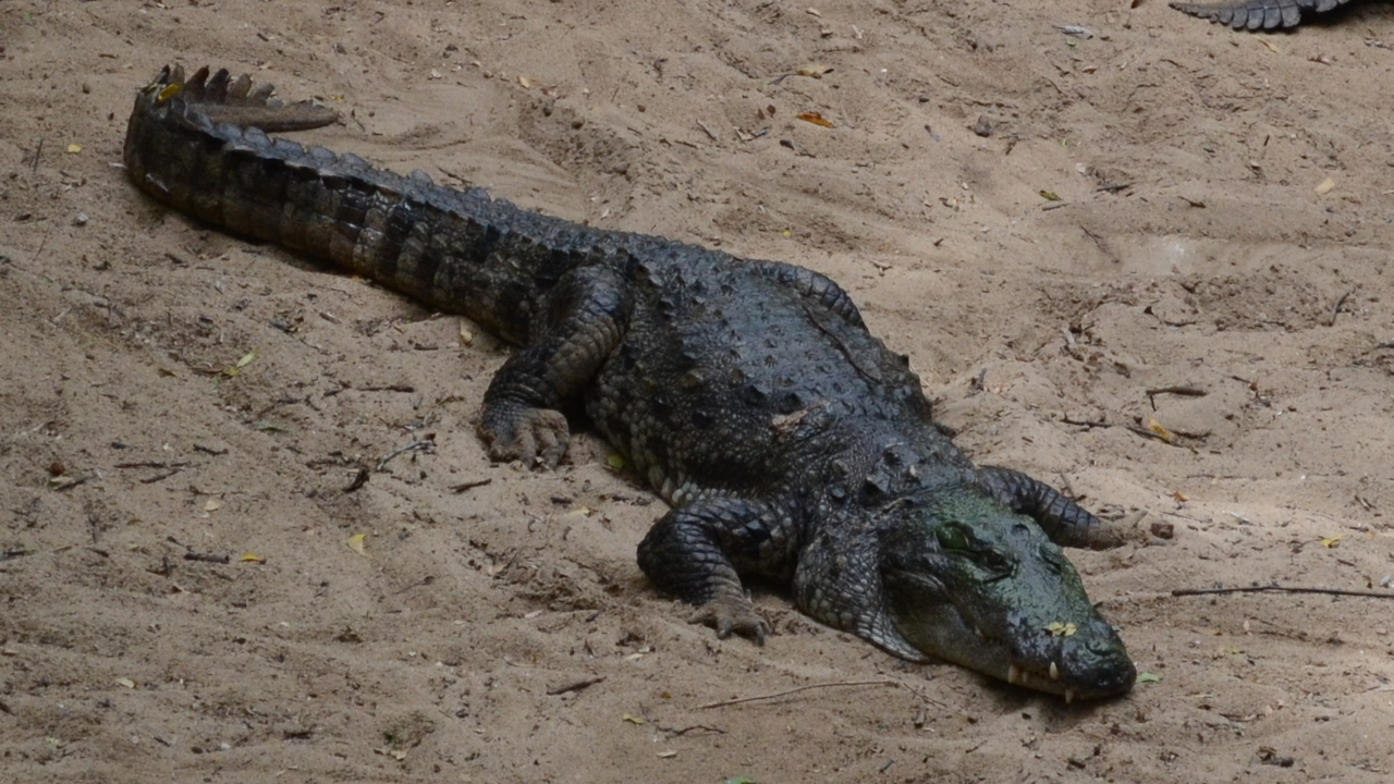 Moradores de vilarejo capturam crocodilo de espécie tida como extinta em Bangladesh