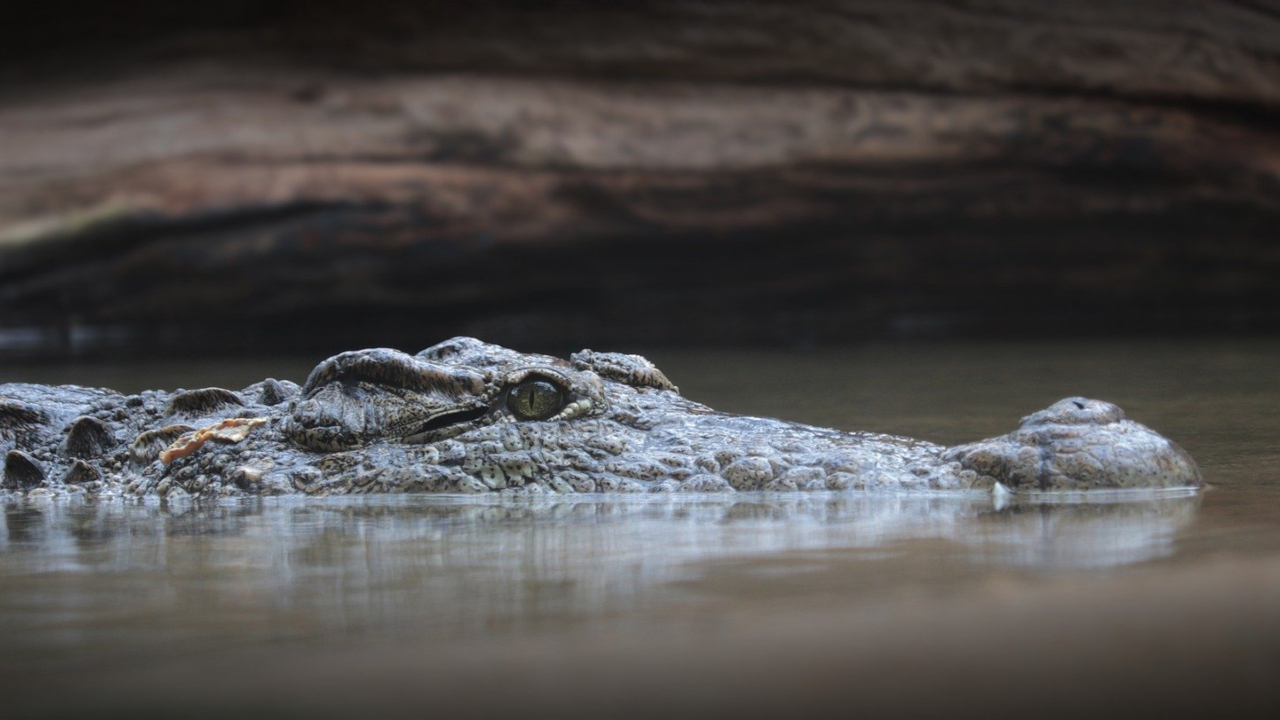 Jovem britânica salva irmã gêmea de crocodilo em lagoa no México